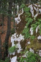 Campanula tommasiniana