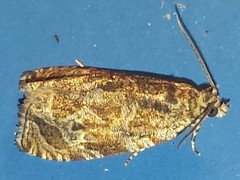 Olethreutes olivaceana