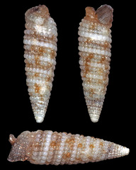 Aclophoropsis mcmichaeli