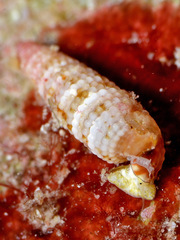 Aclophoropsis mcmichaeli