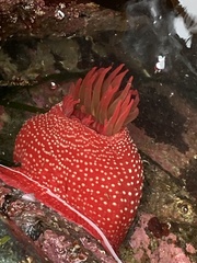 Cribrinopsis albopunctata