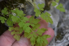 Cryptogramma stelleri
