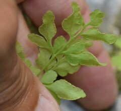 Cryptogramma stelleri