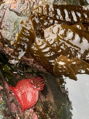 Cribrinopsis albopunctata