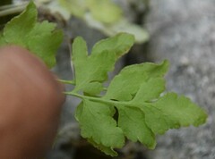 Cryptogramma stelleri