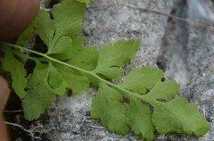 Cryptogramma stelleri
