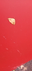 Drepana falcataria
