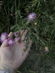 Centaurea jacea