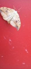 Drepana falcataria