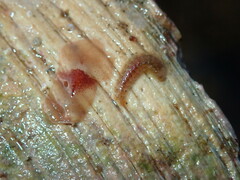 Notoplana sanguinea