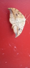 Drepana falcataria