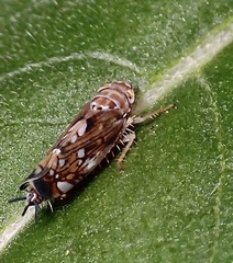 Scaphoideus opalinus