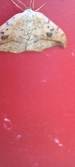 Drepana falcataria