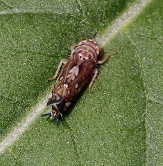 Scaphoideus opalinus