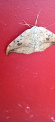 Drepana falcataria