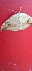 Drepana falcataria