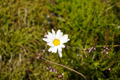 Leucanthemopsis