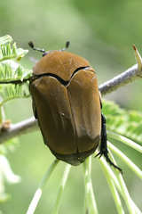 Hologymnetis cinerea