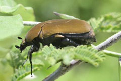 Hologymnetis cinerea