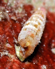 Aclophoropsis mcmichaeli