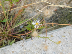 Symphyotrichum novi-belgii