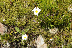 Leucanthemopsis