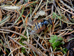 Sericomyia silentis