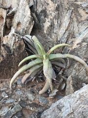 Crassula fusca