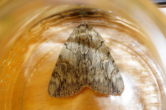 Catocala electa