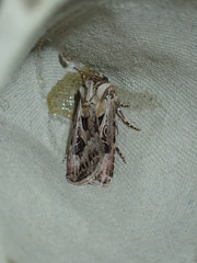Agrotis vestigialis