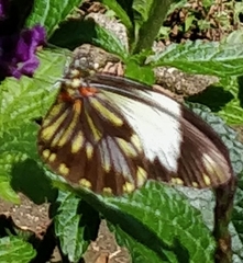 Pieriballia viardi