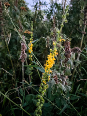 Agrimonia eupatoria