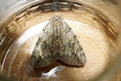 Catocala electa
