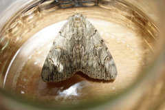 Catocala electa