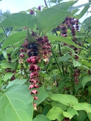Leycesteria formosa