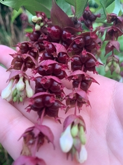 Leycesteria formosa