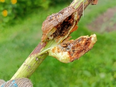 Lasioptera rubi