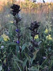Campanula cervicaria