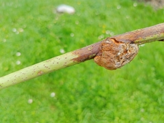 Lasioptera rubi