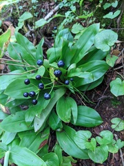 Clintonia udensis