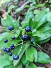 Clintonia udensis