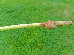 Lasioptera rubi