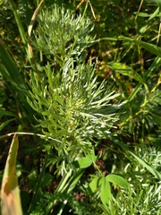 Artemisia sericea