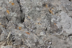 Dermatocarpon americanum