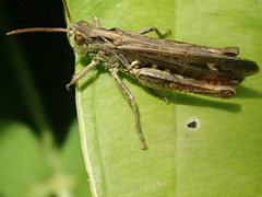 Chorthippus brunneus