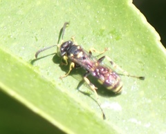 Ammatomus
