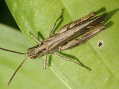 Chorthippus brunneus