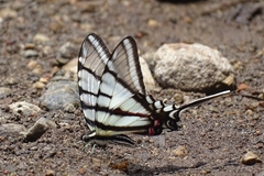Protographium