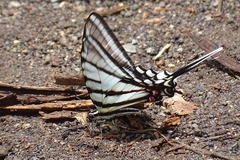 Protographium