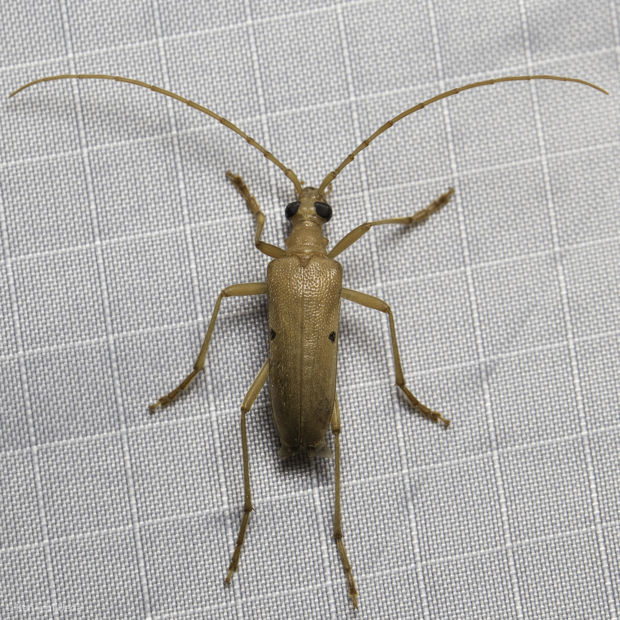 Flower Longhorn Beetles (Subfamily Lepturinae) · iNaturalist United Kingdom Flower Longhorn Beetles (Subfamily Lepturinae) · iNaturalist United Kingdom
